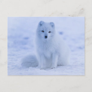 arctic fox postcard