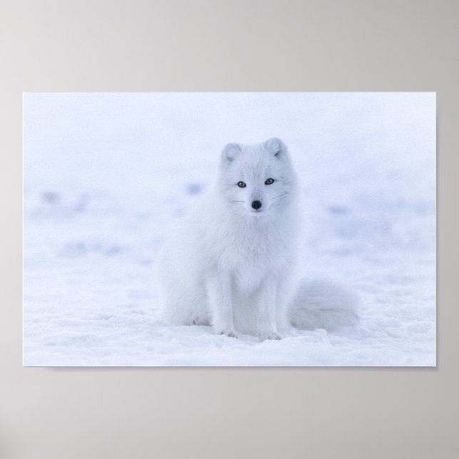 Arctic Fox Poster (Front)