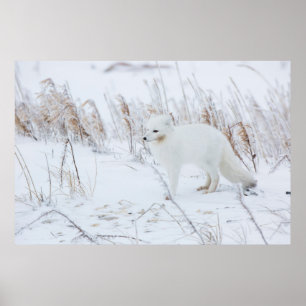 Arctic Fox Poster