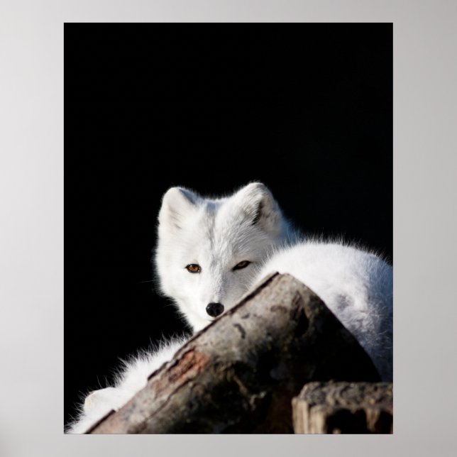 Arctic Fox Poster (Front)