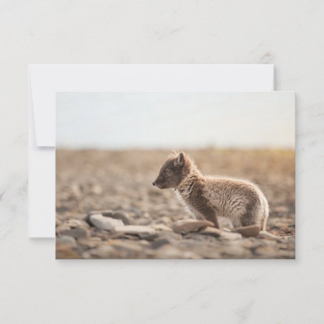 Arctic Fox Svalbard Card (Front)