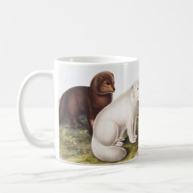 Arctic Fox (Vulpes lagopus) Illustration Coffee Mug (Left)