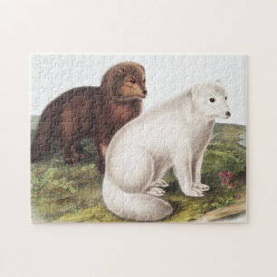 Arctic Fox (Vulpes lagopus) Illustration Jigsaw Puzzle