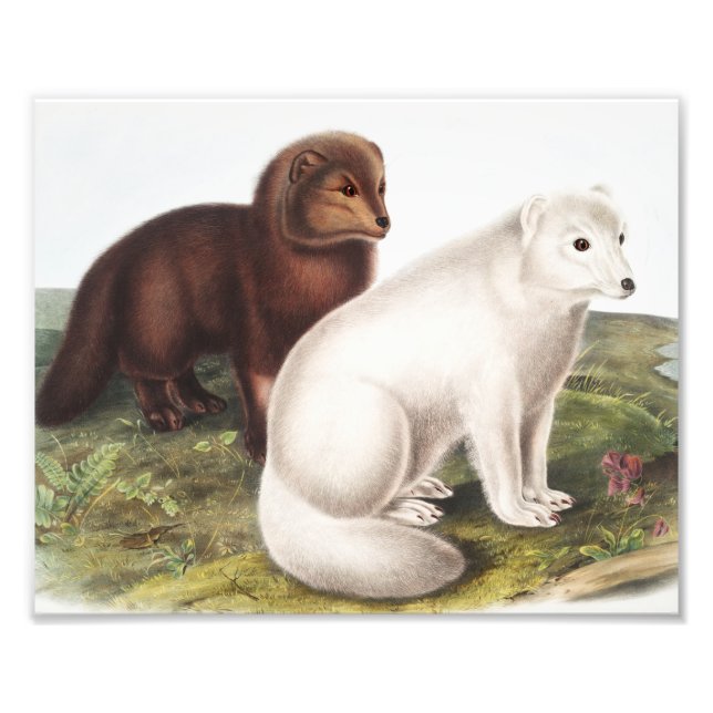 Arctic Fox (Vulpes lagopus) Illustration Photo Print (Front)