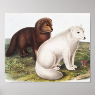 Arctic Fox (Vulpes lagopus) Illustration Poster