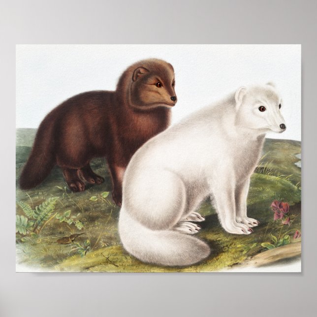 Arctic Fox (Vulpes lagopus) Illustration Poster (Front)