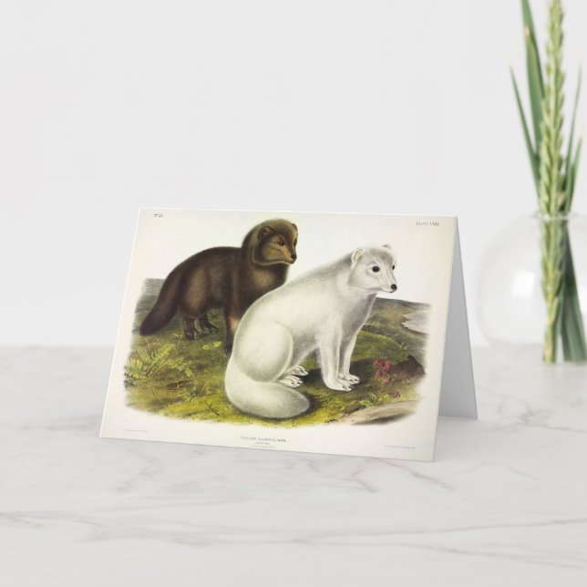 Arctic Fox (White Fox, Polar Fox, Snow Fox) Card (Front)