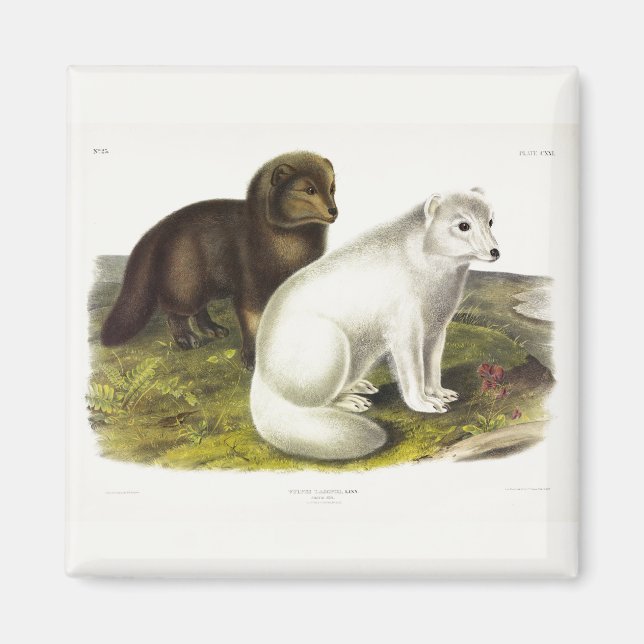 Arctic Fox (White Fox, Polar Fox, Snow Fox) Magnet (Front)