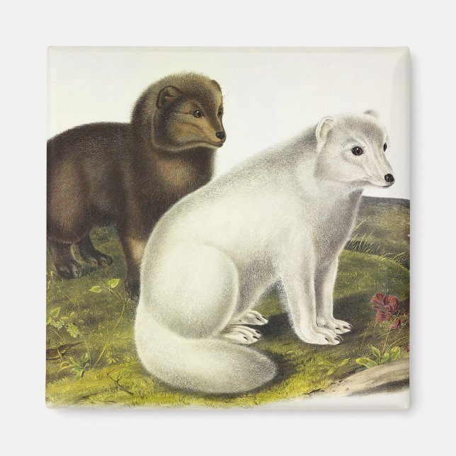 Arctic Fox (White Fox, Polar Fox, Snow Fox) Magnet (Front)