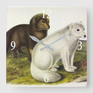 Arctic Fox (White Fox, Polar Fox, Snow Fox) Square Wall Clock