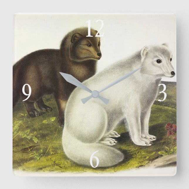Arctic Fox (White Fox, Polar Fox, Snow Fox) Square Wall Clock (Front)