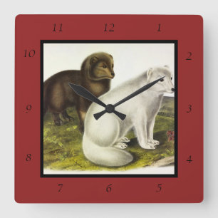 Arctic Fox (White Fox, Polar Fox, Snow Fox) Square Wall Clock