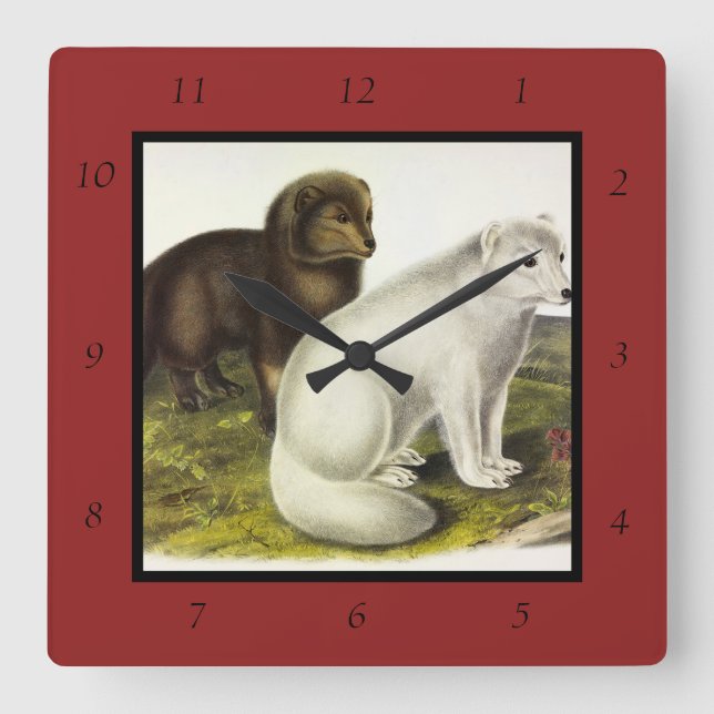 Arctic Fox (White Fox, Polar Fox, Snow Fox) Square Wall Clock (Front)