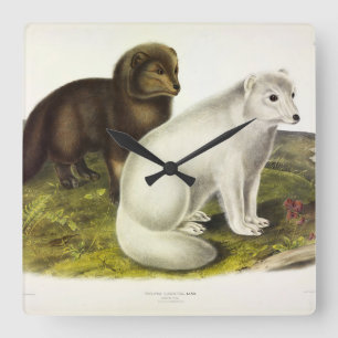 Arctic Fox (White Fox, Polar Fox, Snow Fox) Square Wall Clock