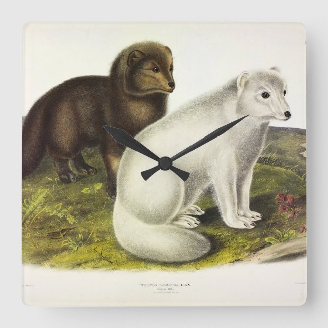 Arctic Fox (White Fox, Polar Fox, Snow Fox) Square Wall Clock (Front)