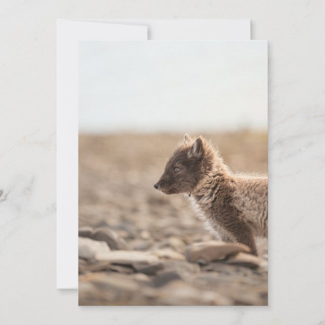 Arctic Fox Wildlife Photo Card (Front)