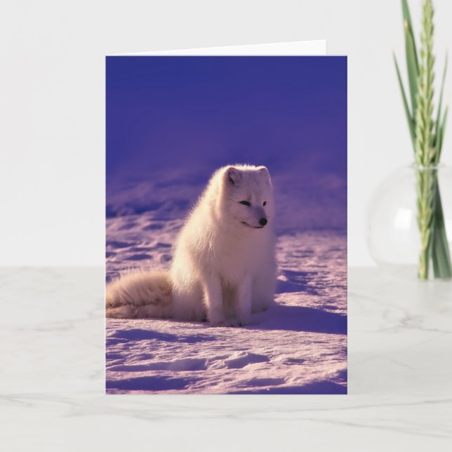 Arctic Fox Winter Snow Landscape Card (Front)