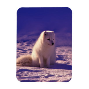 Arctic Fox Winter Snow Landscape Magnet