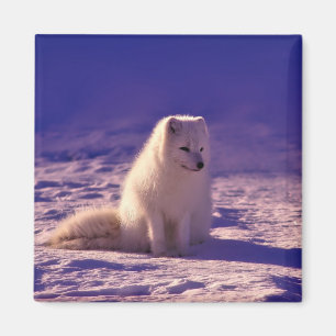 Arctic Fox Winter Snow Landscape Magnet