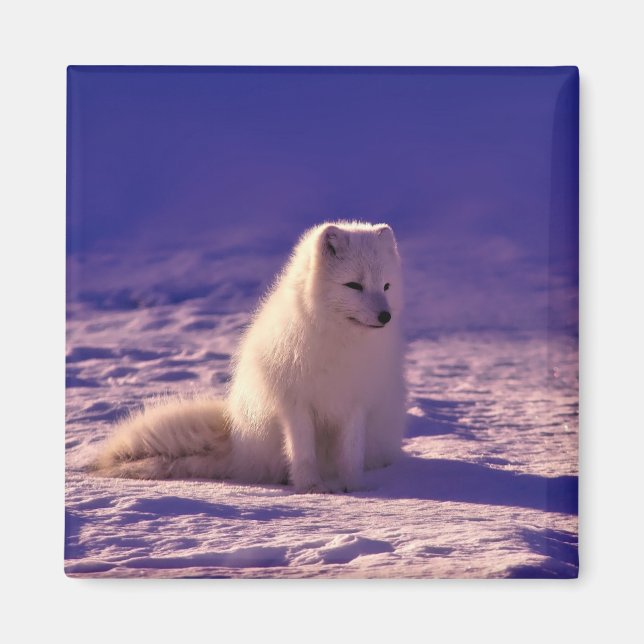 Arctic Fox Winter Snow Landscape Magnet (Front)