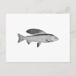 Arctic Grayling Logo (line art) Postcard