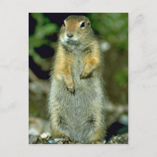 Arctic Ground Squirrel Postcard