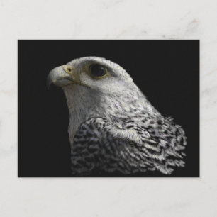 Arctic Gyrfalcon Portrait Painting Postcard