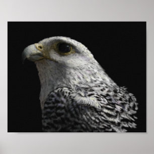 Arctic Gyrfalcon Poster