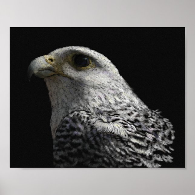 Arctic Gyrfalcon Poster (Front)