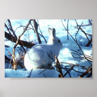 Arctic Hare in photo size Poster
