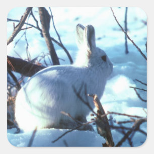 Arctic Hare in Snow Square Sticker