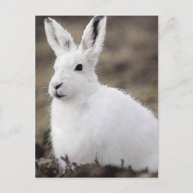 Arctic Hare Postcard (Front)