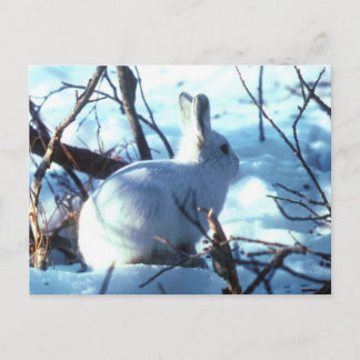Arctic Hare Postcard