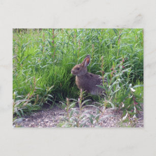Arctic Hare Postcard