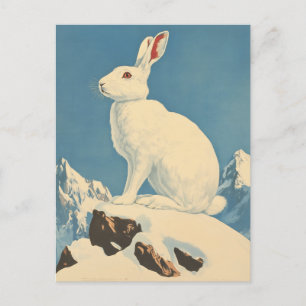 Arctic hare vintage postcard