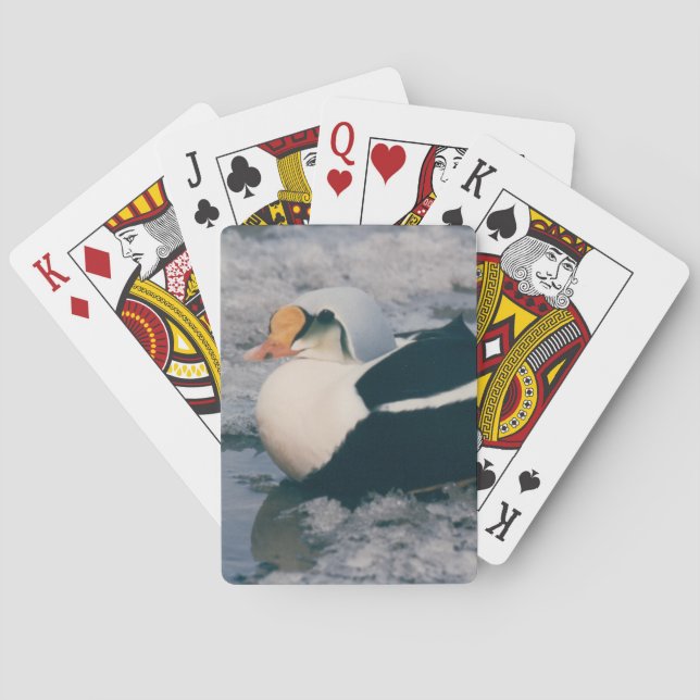 Arctic King Eider Waterfowl Bird Photo Design Deck Playing Cards (Back)