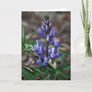 Arctic Lupine, Denali National Park, Alaska Card