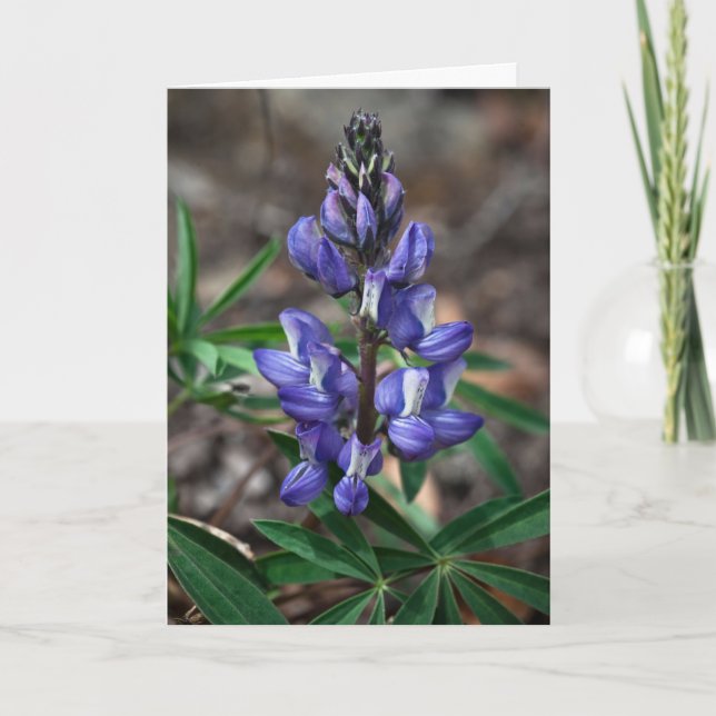 Arctic Lupine, Denali National Park, Alaska Card (Front)