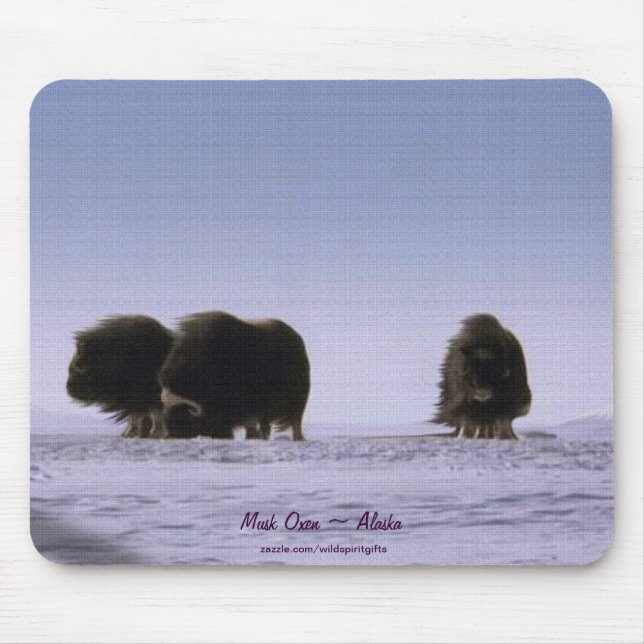 Arctic Musk Oxen Sacred Bovines Wildlife Art Mouse Mat (Front)