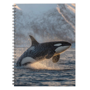 Arctic Orca Breach Ocean Power Art Notebook