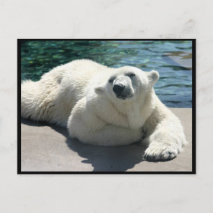 Arctic Polar Bear Postcard