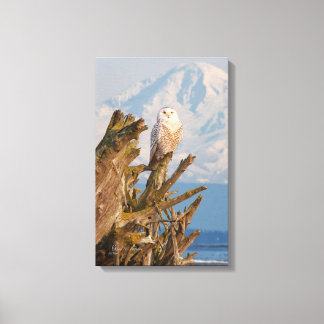 Arctic Snowy Owl, Beach driftwood and Mt. Baker Canvas Print