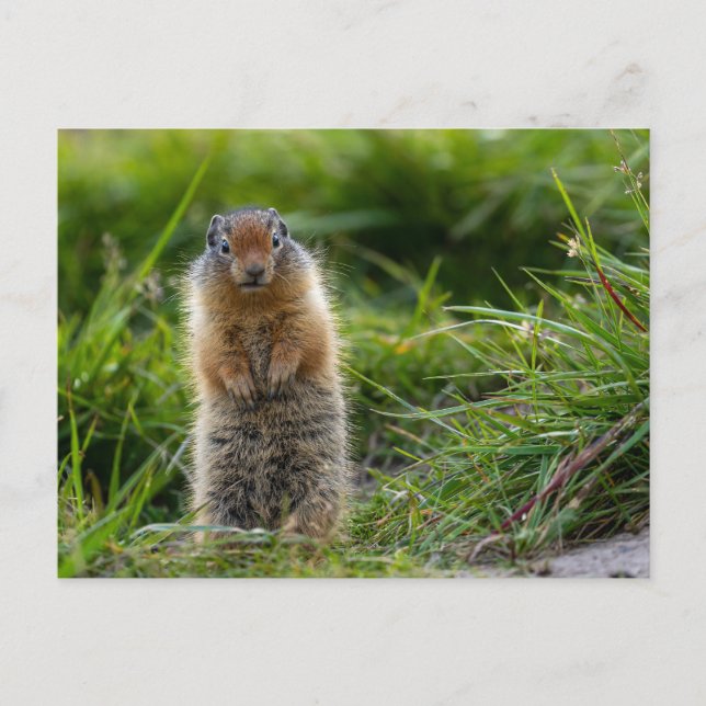 Arctic squirrel in Canada postcard (Front)