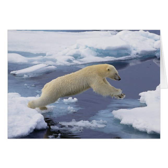 Arctic, Svalbard, Polar Bear extending (Front Horizontal)