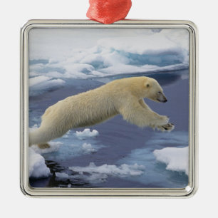 Arctic, Svalbard, Polar Bear extending Metal Tree Decoration