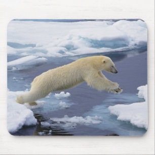 Arctic, Svalbard, Polar Bear extending Mouse Mat
