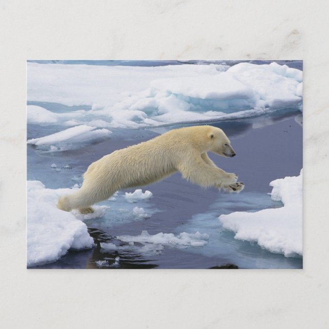 Arctic, Svalbard, Polar Bear extending Postcard (Front)