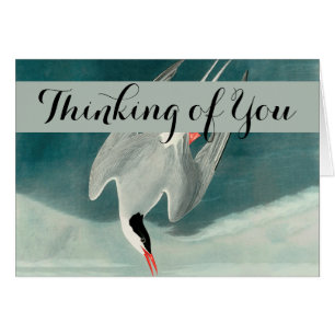 Arctic Tern Audubon Bird Wildlife Painting