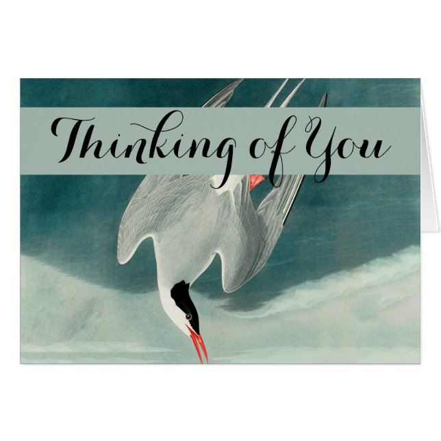 Arctic Tern Audubon Bird Wildlife Painting (Front Horizontal)