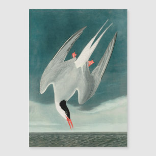 Arctic Tern Audubon Bird Wildlife Painting